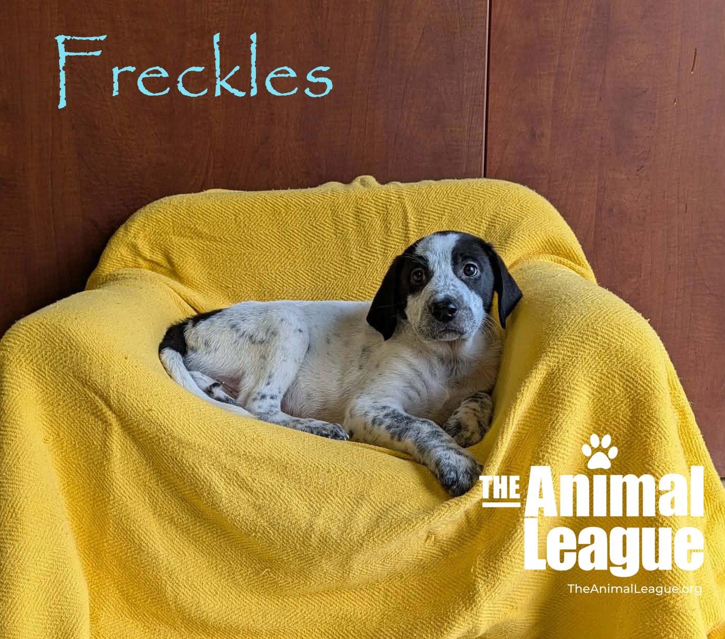 Enlarge Freckles, a Adoptable mixed breed in Groveland, FL image 5/6