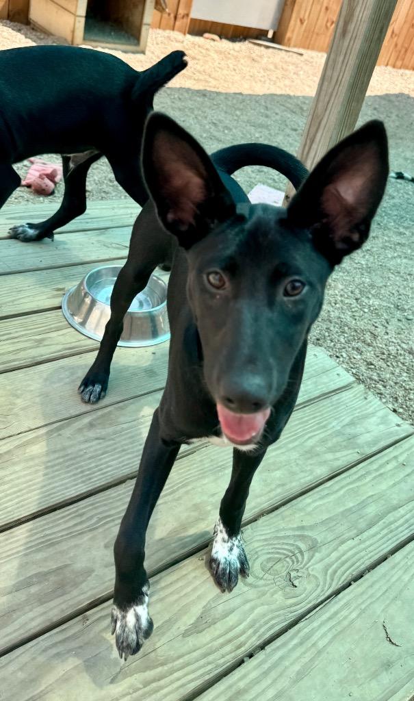 Enlarge Tinsley, a Adoptable mixed breed in Hastings, NE image 1/1