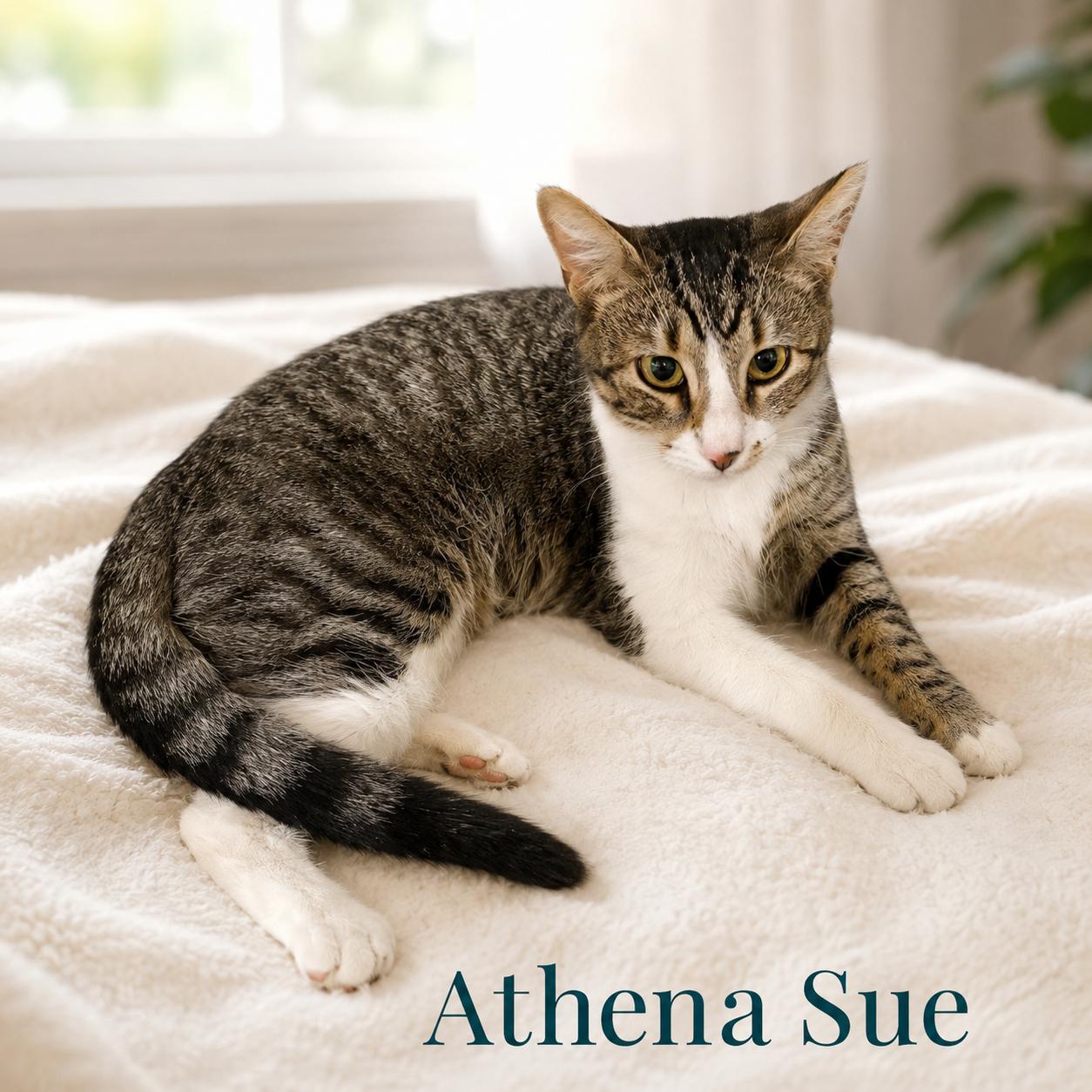 Athena Sue, adopted, Kitten Female Tabby.