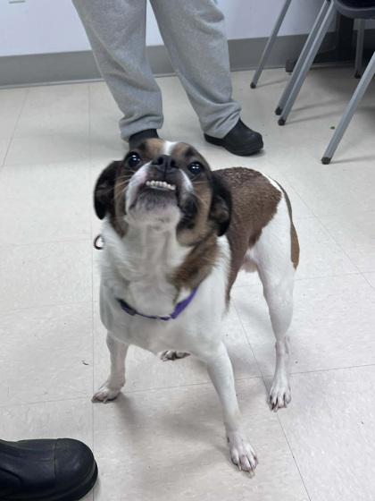 Duke, Adoptable, Adult Male Pug & Beagle.