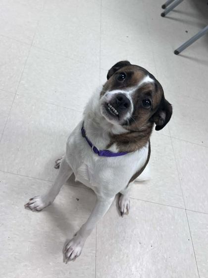 Enlarge Duke, a Adoptable mixed breed in Elmira, NY image 2/2