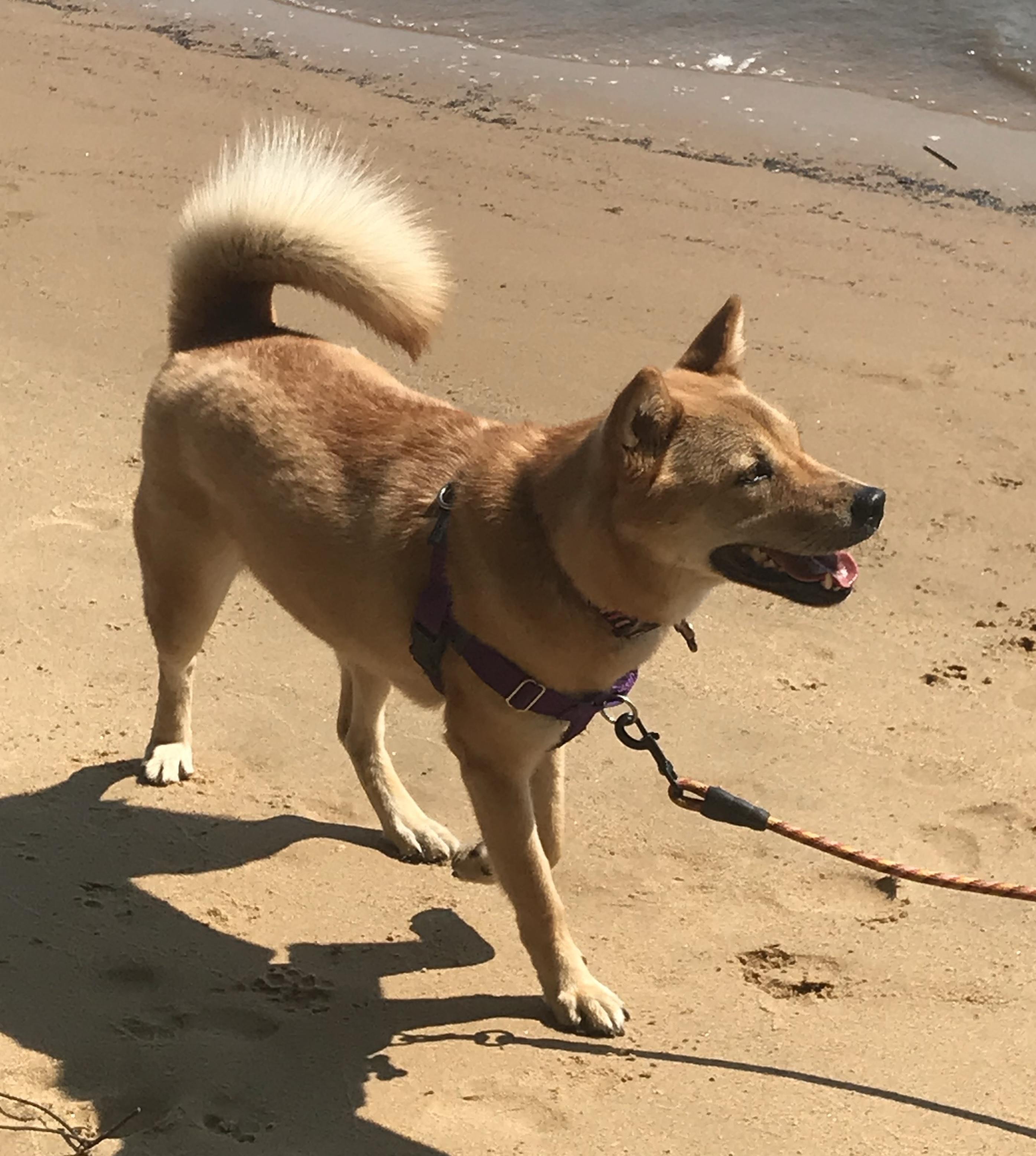 Moxie — thumbnail 3