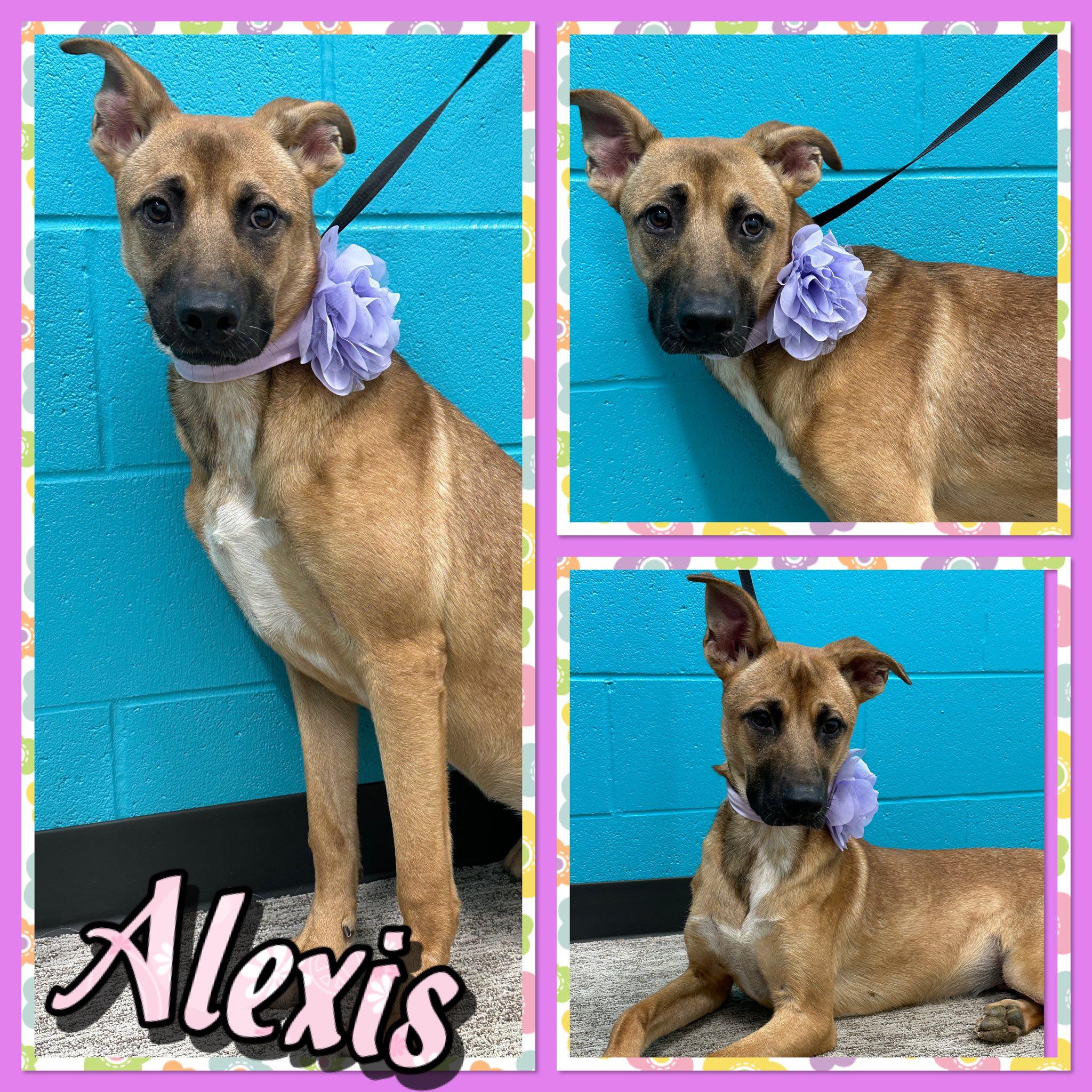 Alexis, Adoptable, Adult Female Shepherd.
