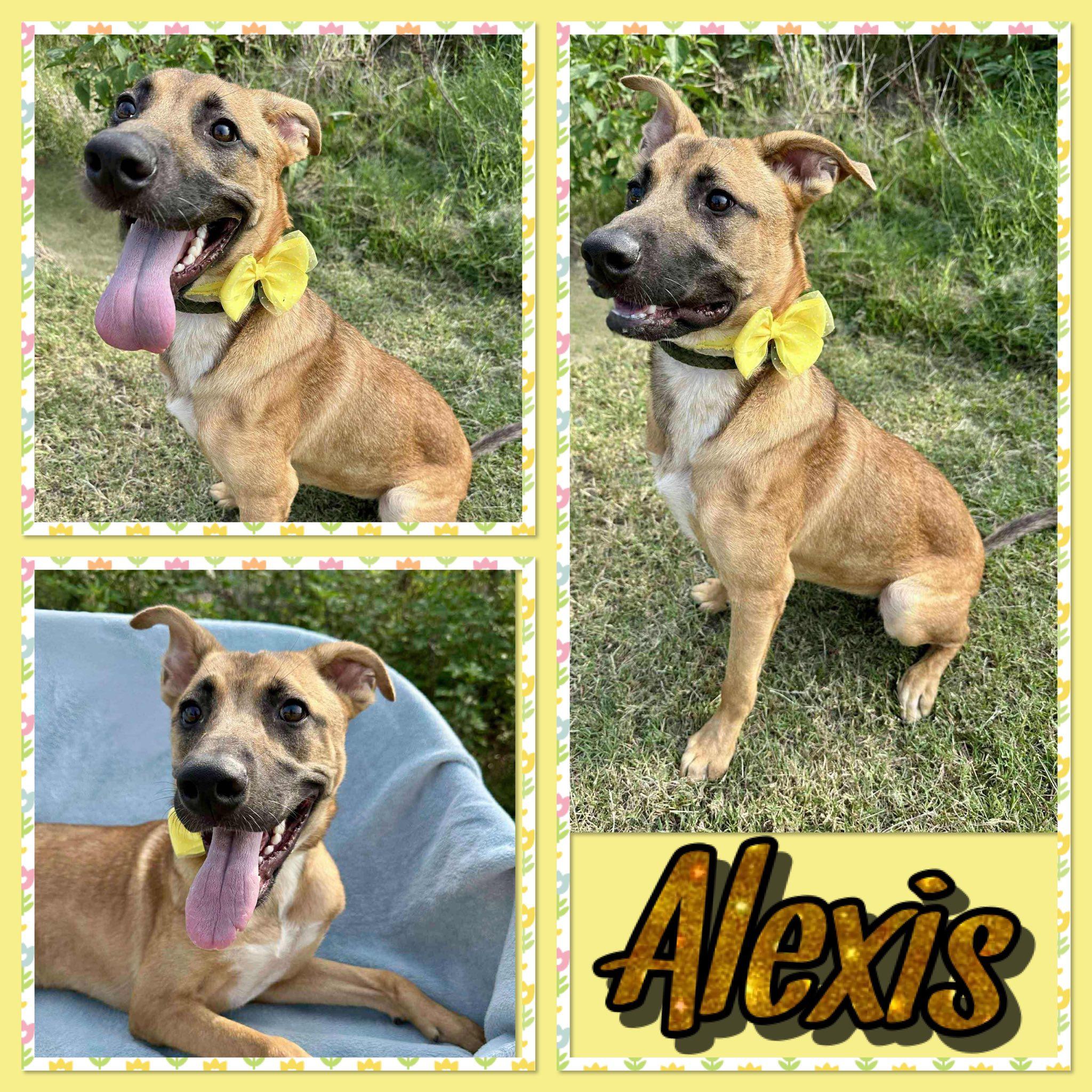 Enlarge Alexis, a Adoptable mixed breed in Seagoville, TX image 2/2