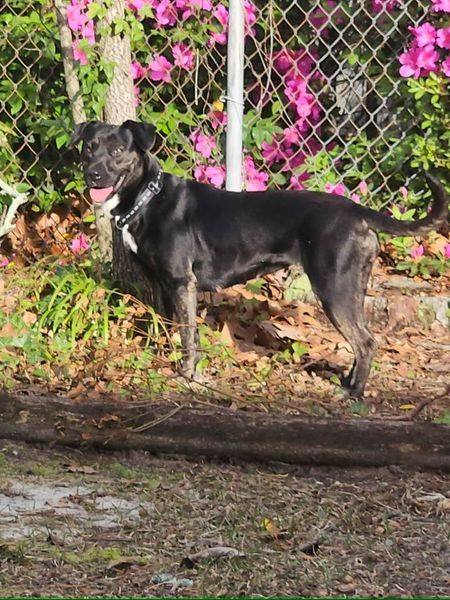 Raina, Adoptable, Adult Female Pit Bull Terrier.