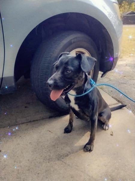 Raina, a Adoptable mixed breed in Dunn, NC image 3/4