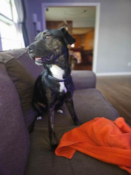 Raina, Adoptable, Adult Female Pit Bull Terrier.