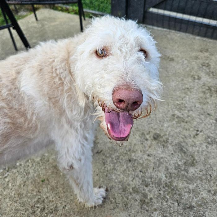 Winnie, a Adoptable Labrador Retriever in Louisville, KY image 1/6