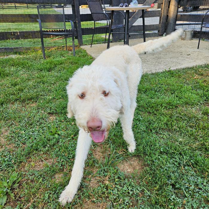 Winnie, a Adoptable Labrador Retriever in Louisville, KY image 2/6