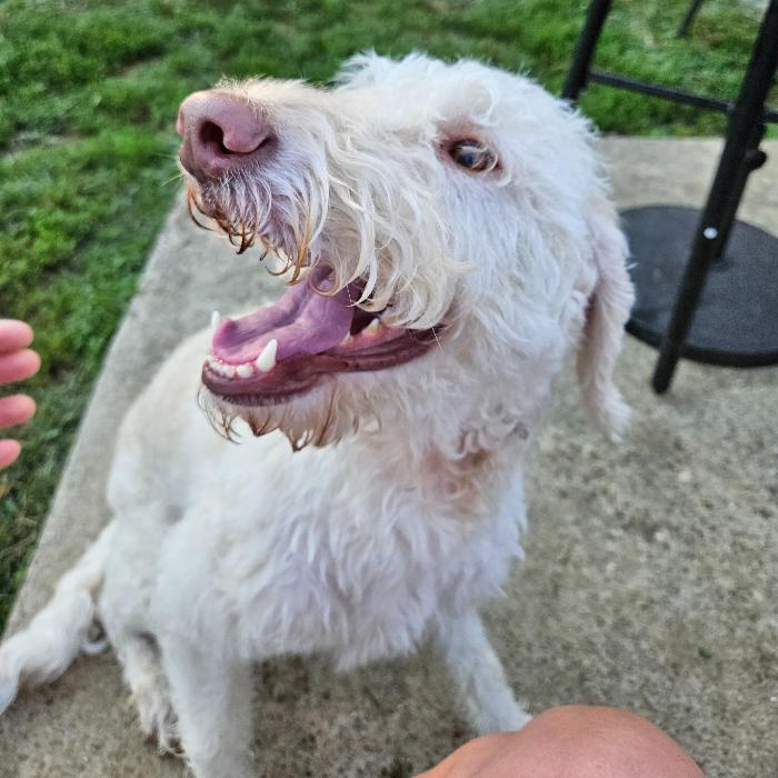 Winnie, a Adoptable Labrador Retriever in Louisville, KY image 3/6