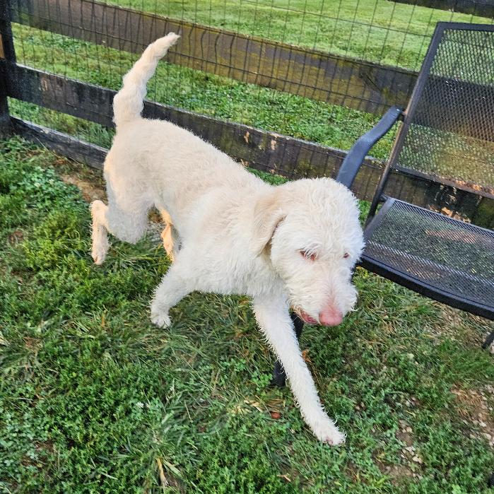Winnie, a Adoptable Labrador Retriever in Louisville, KY image 4/6