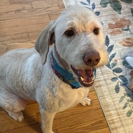 Winnie, a Adoptable Labrador Retriever in Louisville, KY image 5/6