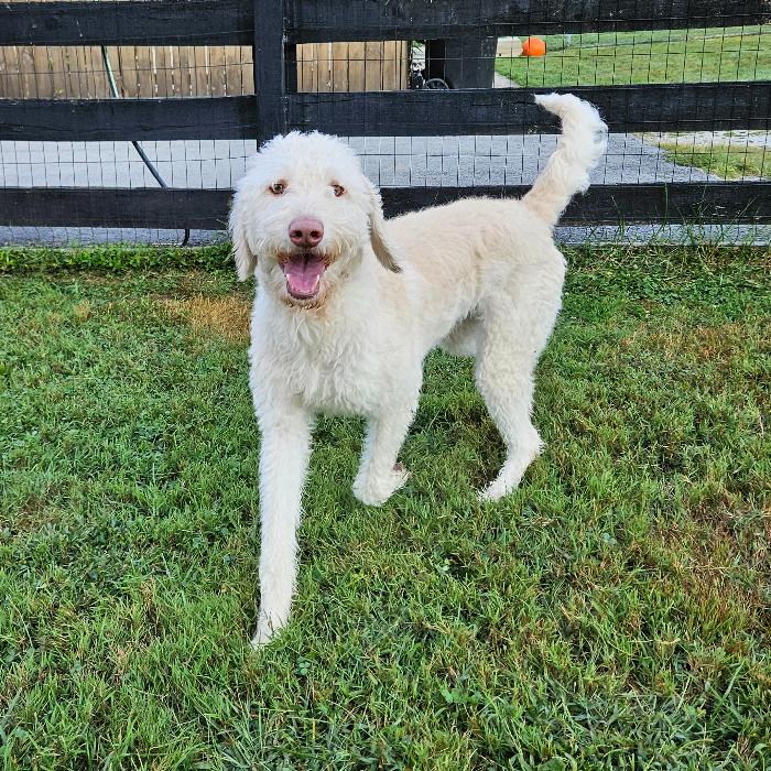 Winnie, a Adoptable Labrador Retriever in Louisville, KY image 6/6