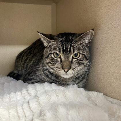 Bob, Adoptable, Adult Male Domestic Short Hair & Domestic Short Hair.