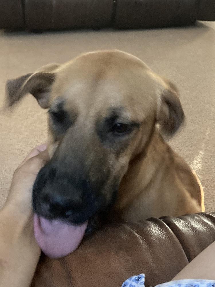 Kona, a Adoptable mixed breed in Albuquerque, NM image 3/6