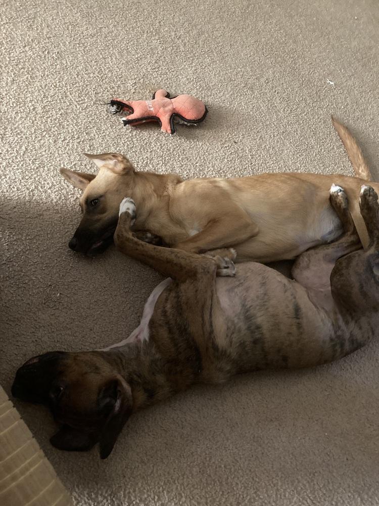 Kona, a Adoptable mixed breed in Albuquerque, NM image 4/6