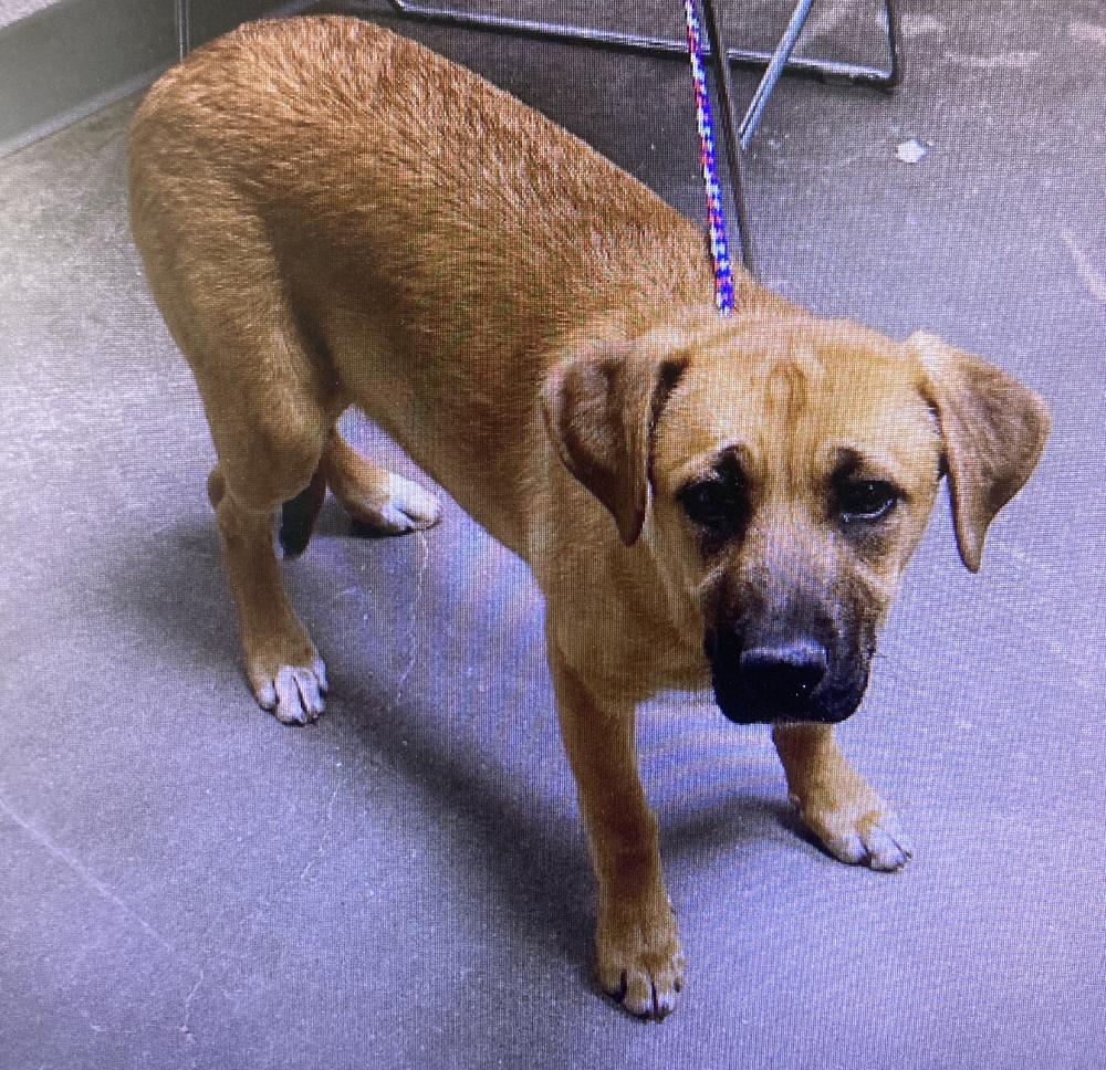 Kona, a Adoptable mixed breed in Albuquerque, NM image 6/6