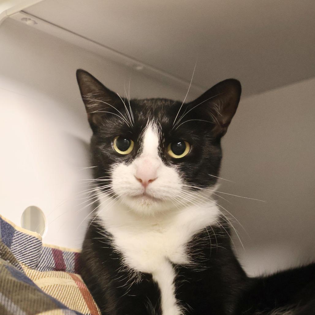 Sassy, Adoptable, Young Female Domestic Short Hair.