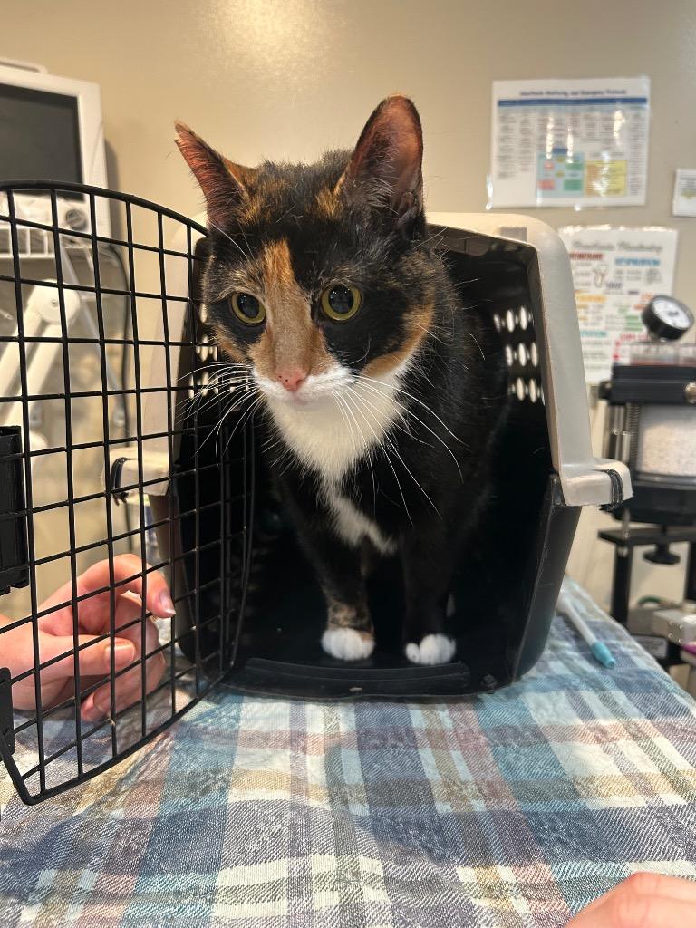 Enlarge DUCKY (CARMELLA), a Adopted mixed breed in Wintersville, OH image 1/1