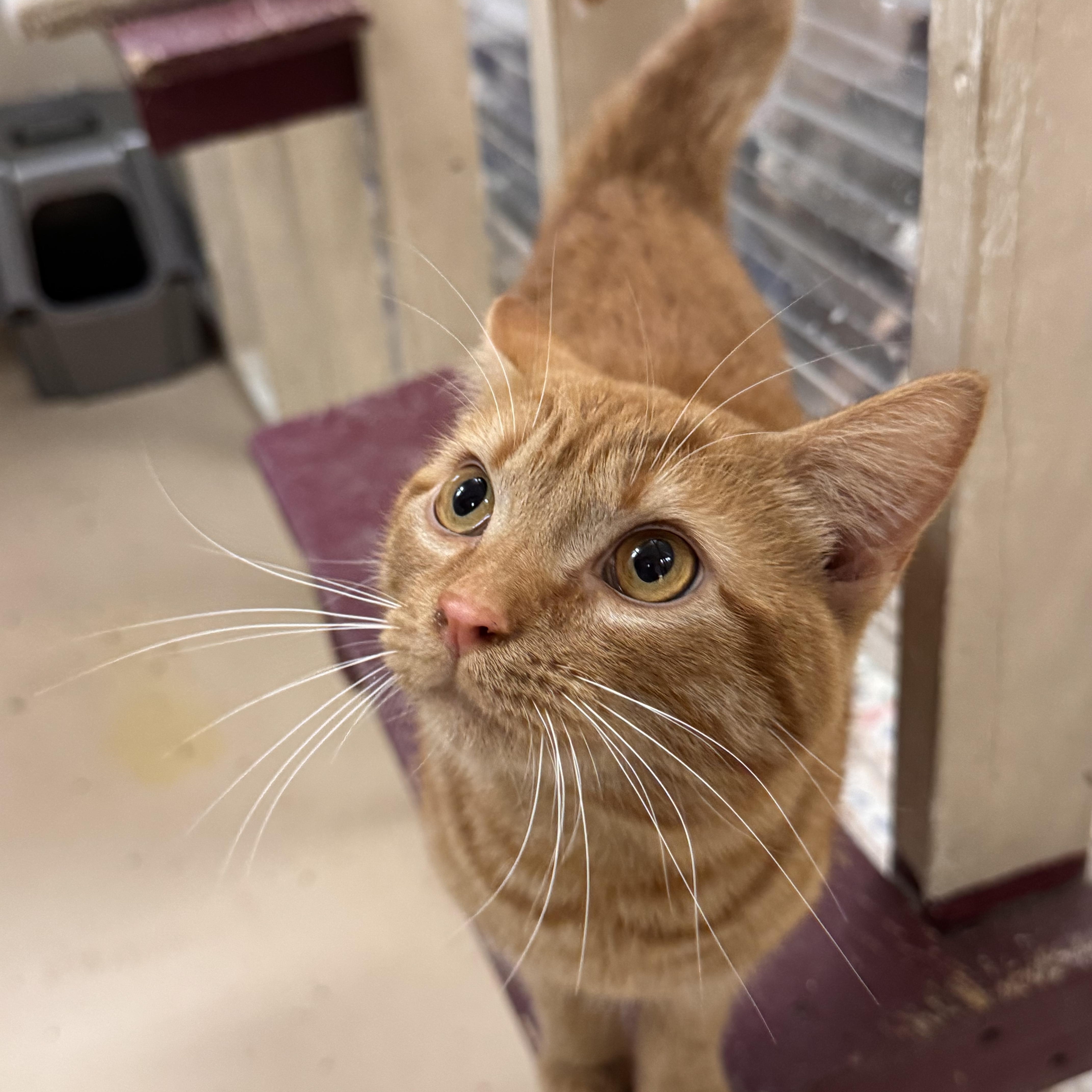 Enlarge Sherman, an adopted Domestic Short Hair in Logan, OH image 1/1