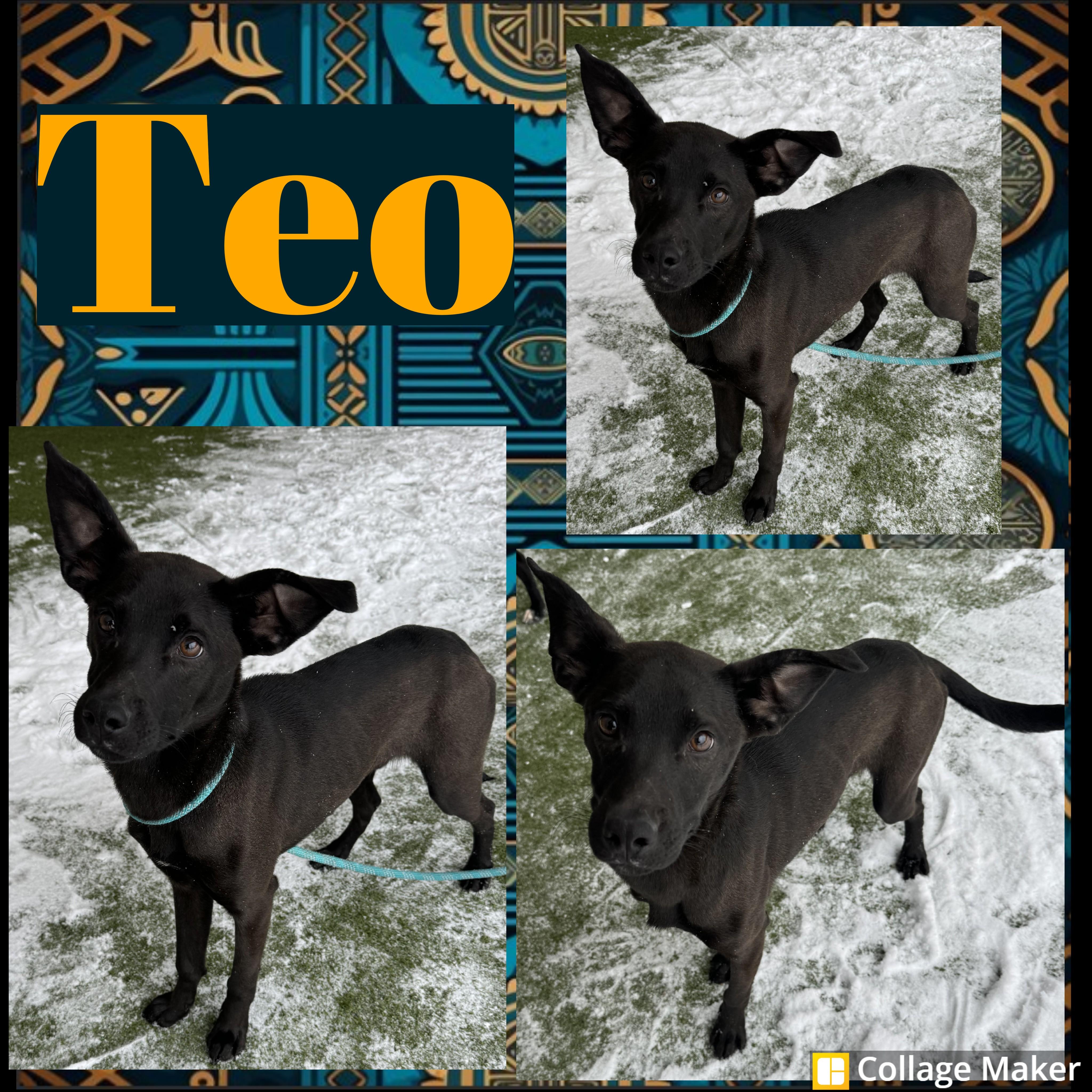 Enlarge Teo, a ADOPTABLE mixed breed in Clearfield, PA image 1/1