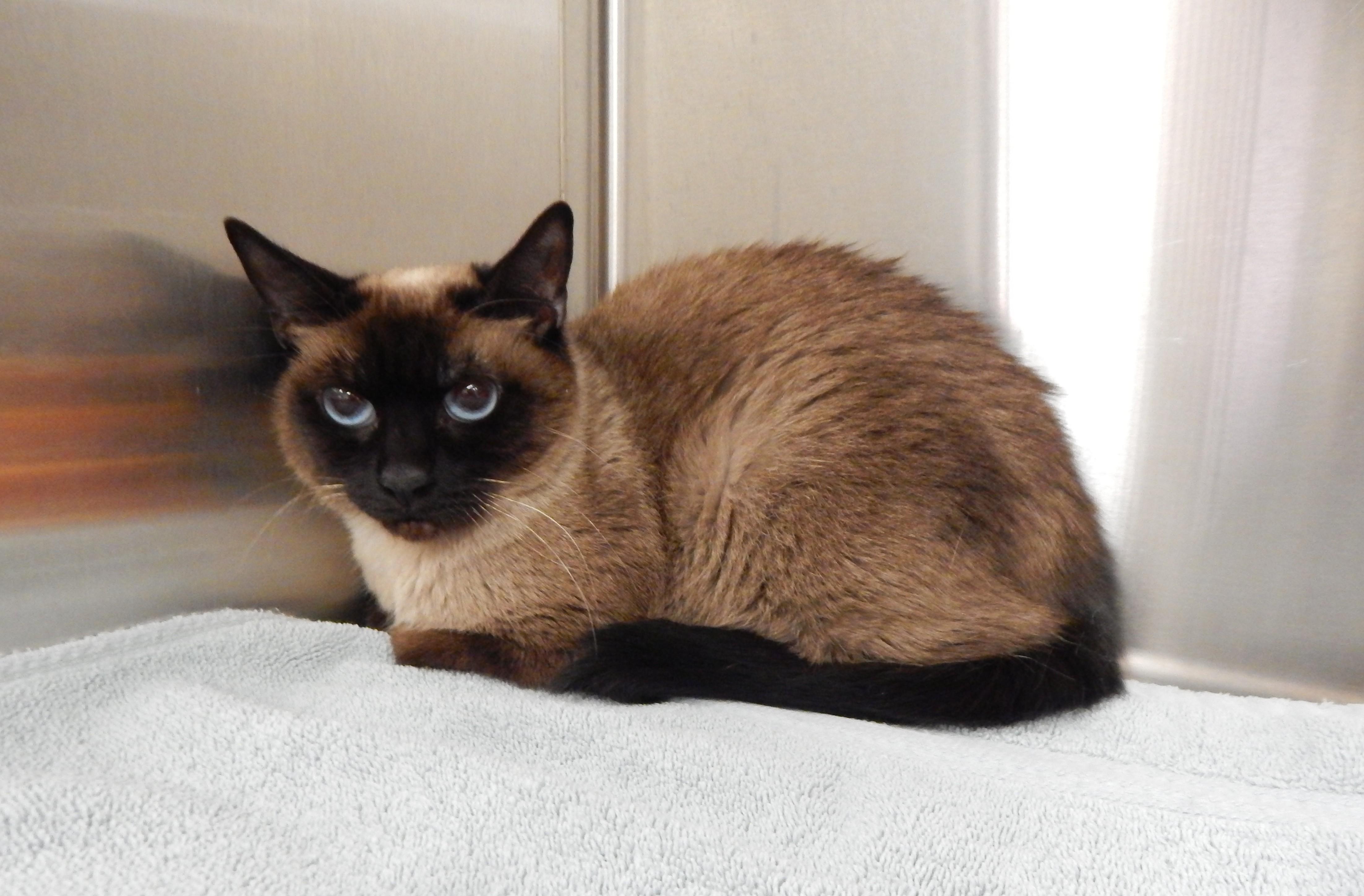Mirage, ADOPTABLE, Young Female Siamese.