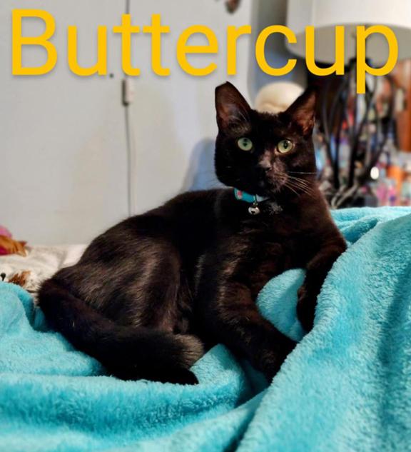 Beautiful Sensitive & Sweet Young Kitty Buttercup for Adopting!, Adoptable, Young Female Bombay & Domestic Short Hair.