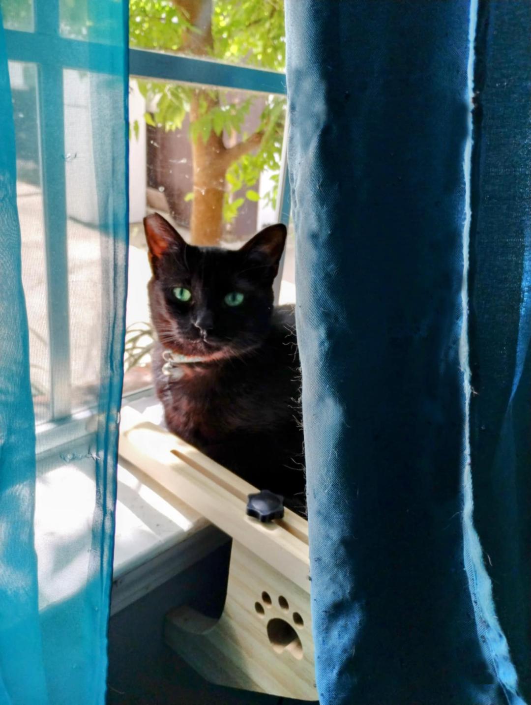 Beautiful Sensitive & Sweet Young Kitty Buttercup for Adopting! Bombay Cat