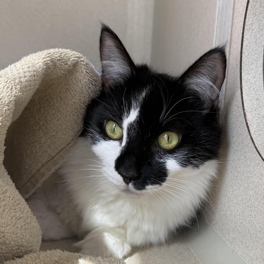 Jessie, Adoptable, Young Female Domestic Medium Hair.