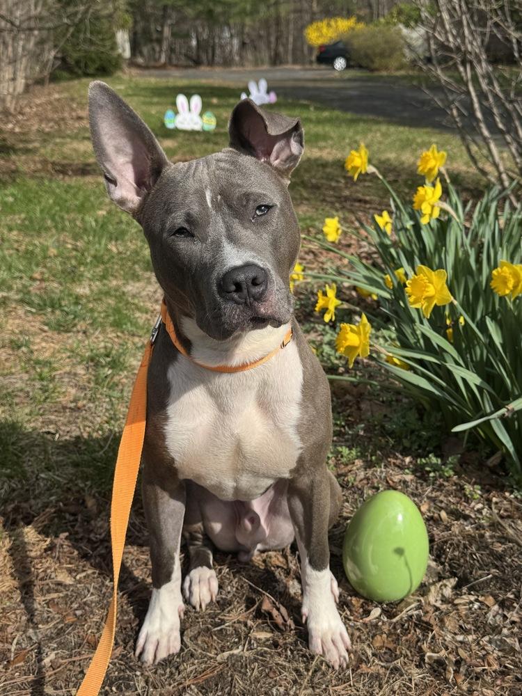 Enlarge Pointer, a Adoptable mixed breed in New York, NY image 1/6