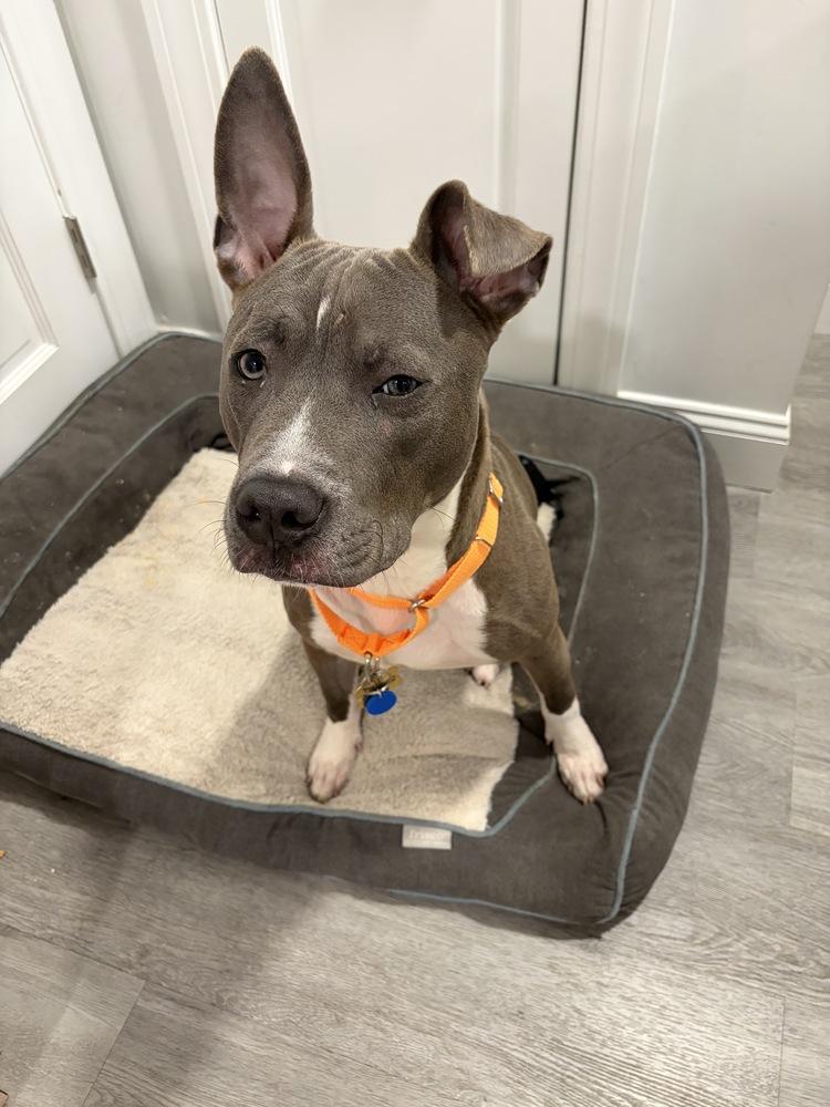 Enlarge Pointer, a Adoptable mixed breed in New York, NY image 2/6