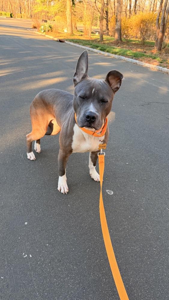 Enlarge Pointer, a Adoptable mixed breed in New York, NY image 3/6