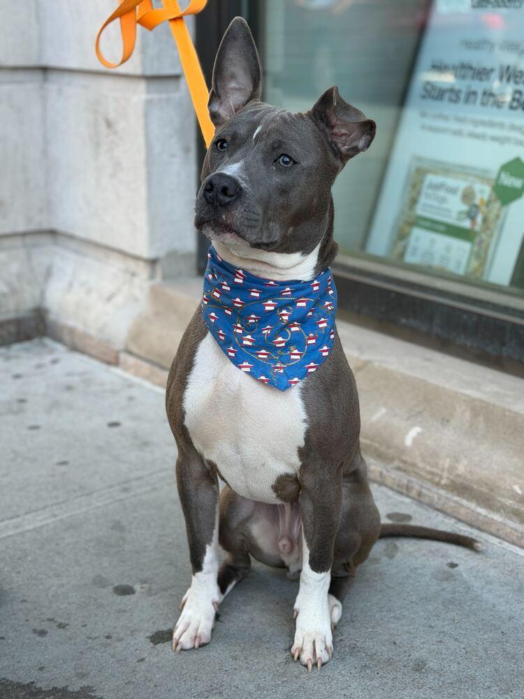 Enlarge Pointer, a Adoptable mixed breed in New York, NY image 4/6