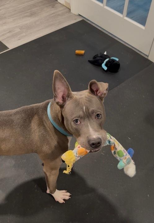 Enlarge Pointer, a Adoptable mixed breed in New York, NY image 1/6