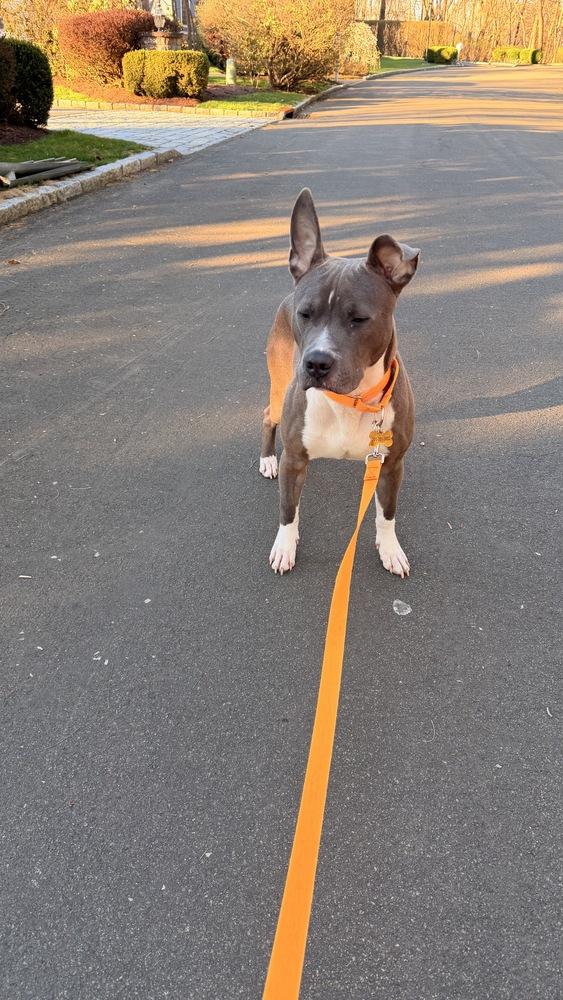 Enlarge Pointer, a Adoptable mixed breed in New York, NY image 5/6