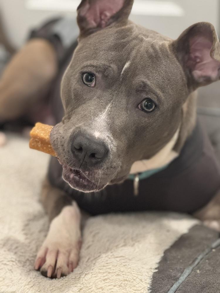 Enlarge Pointer, a Adoptable mixed breed in New York, NY image 6/6