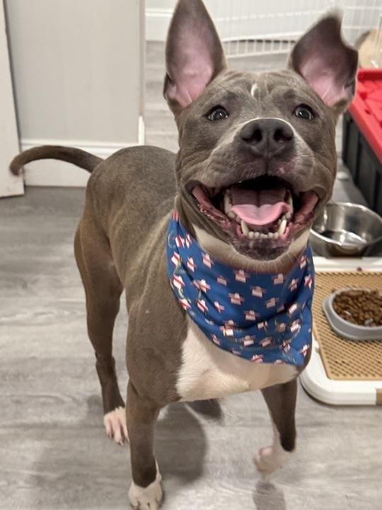 Enlarge Pointer, a Adoptable mixed breed in New York, NY image 5/6