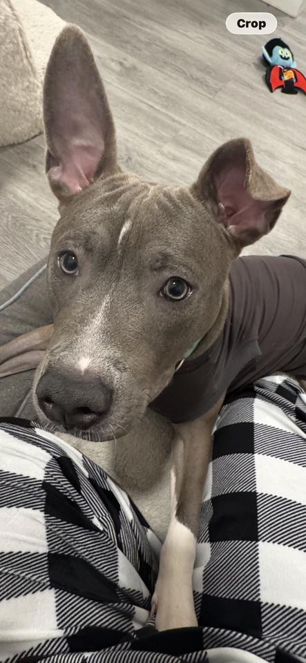 Enlarge Pointer, a Adoptable mixed breed in New York, NY image 6/6