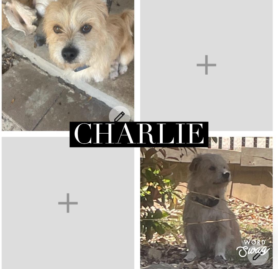 Enlarge Charlie, a ADOPTABLE mixed breed in canyon lake, TX image 1/1