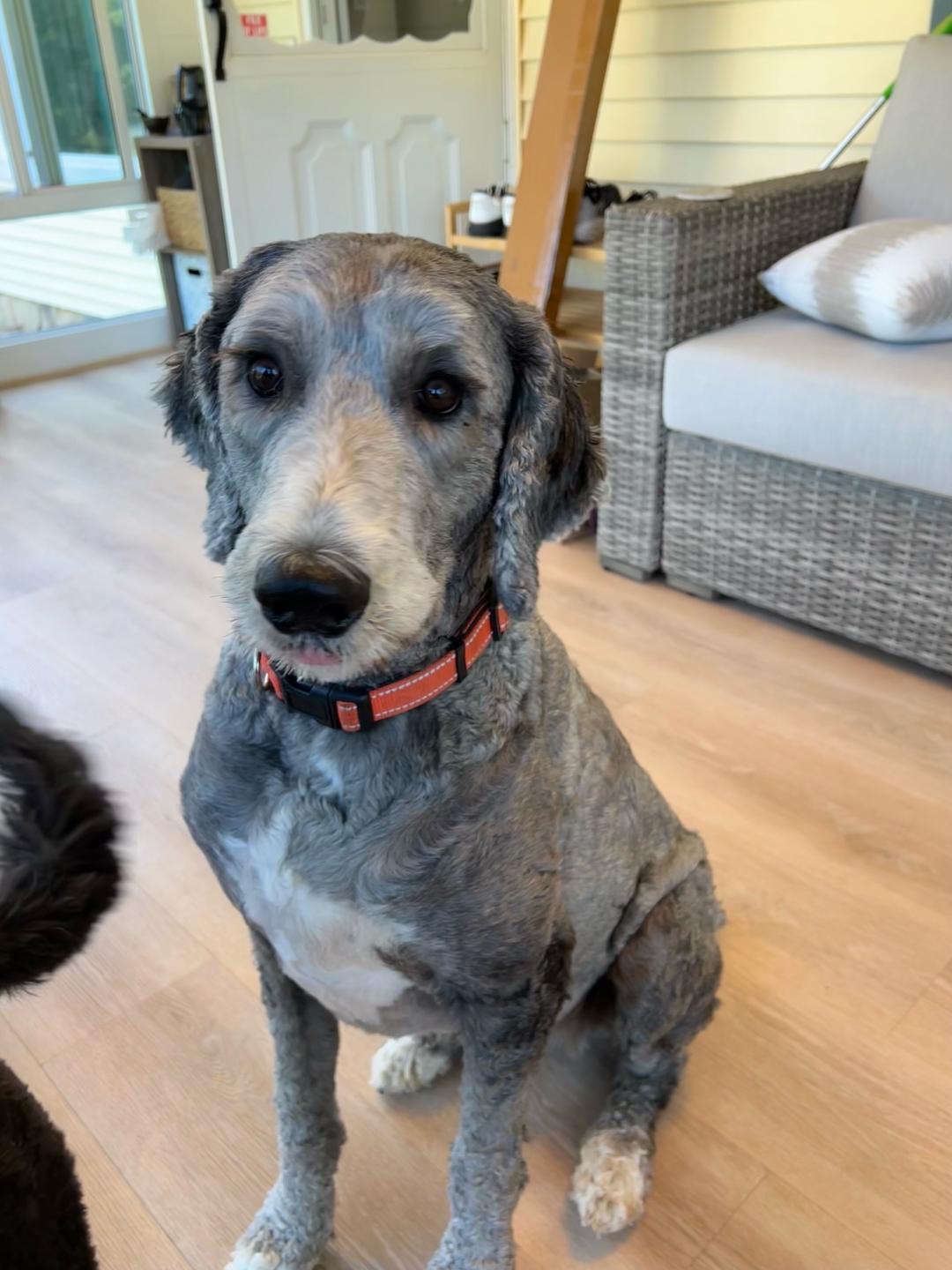 Duke-NJ-mixed breed, Adopted, Adult Male Poodle & Old English Sheepdog.