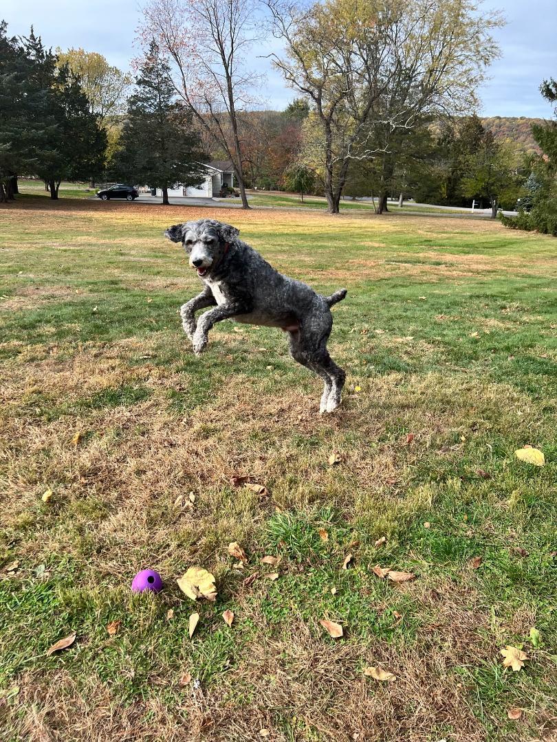 Enlarge Duke-NJ-mixed breed, a Adopted mixed breed in Whitehouse Station, NJ image 2/2