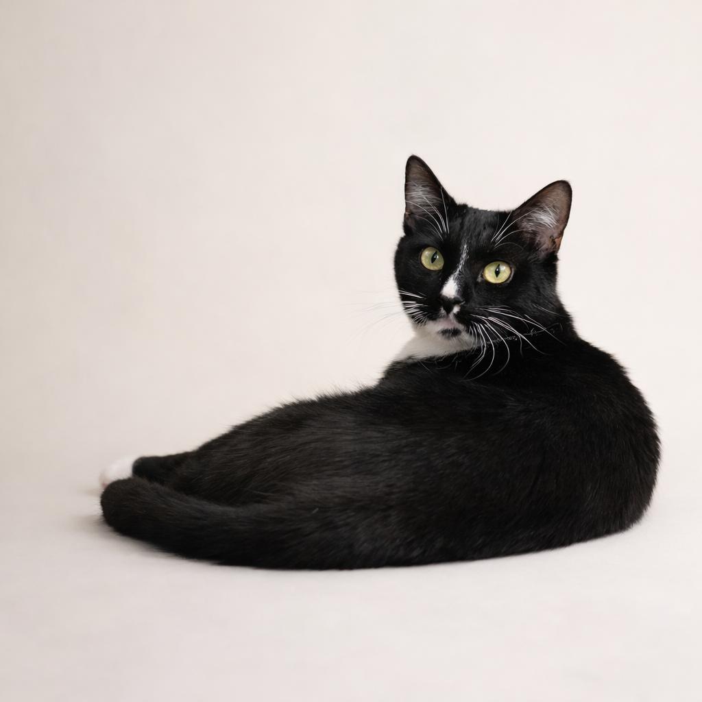 Eddie, ADOPTABLE, Young Male Domestic Short Hair.
