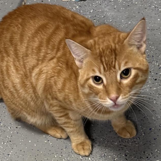 Enlarge Simba, a ADOPTABLE Domestic Short Hair in Camarillo, CA image 1/1