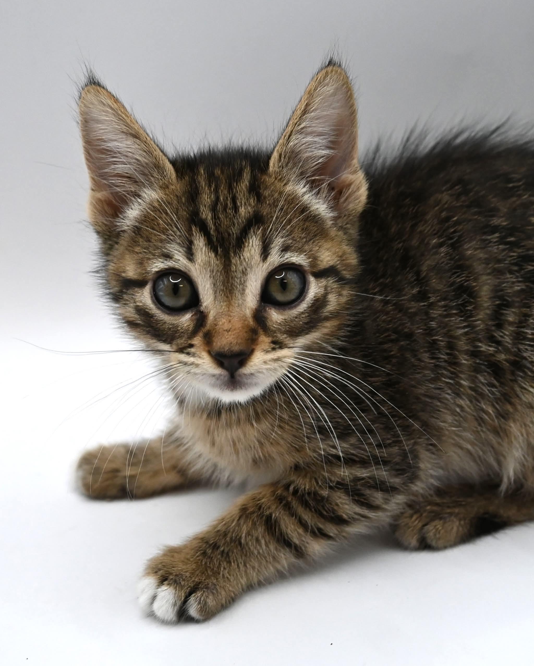 Enlarge Donnie.  (Sweet Ball of Fluff), a ADOPTABLE mixed breed in Farmington, CT image 4/6