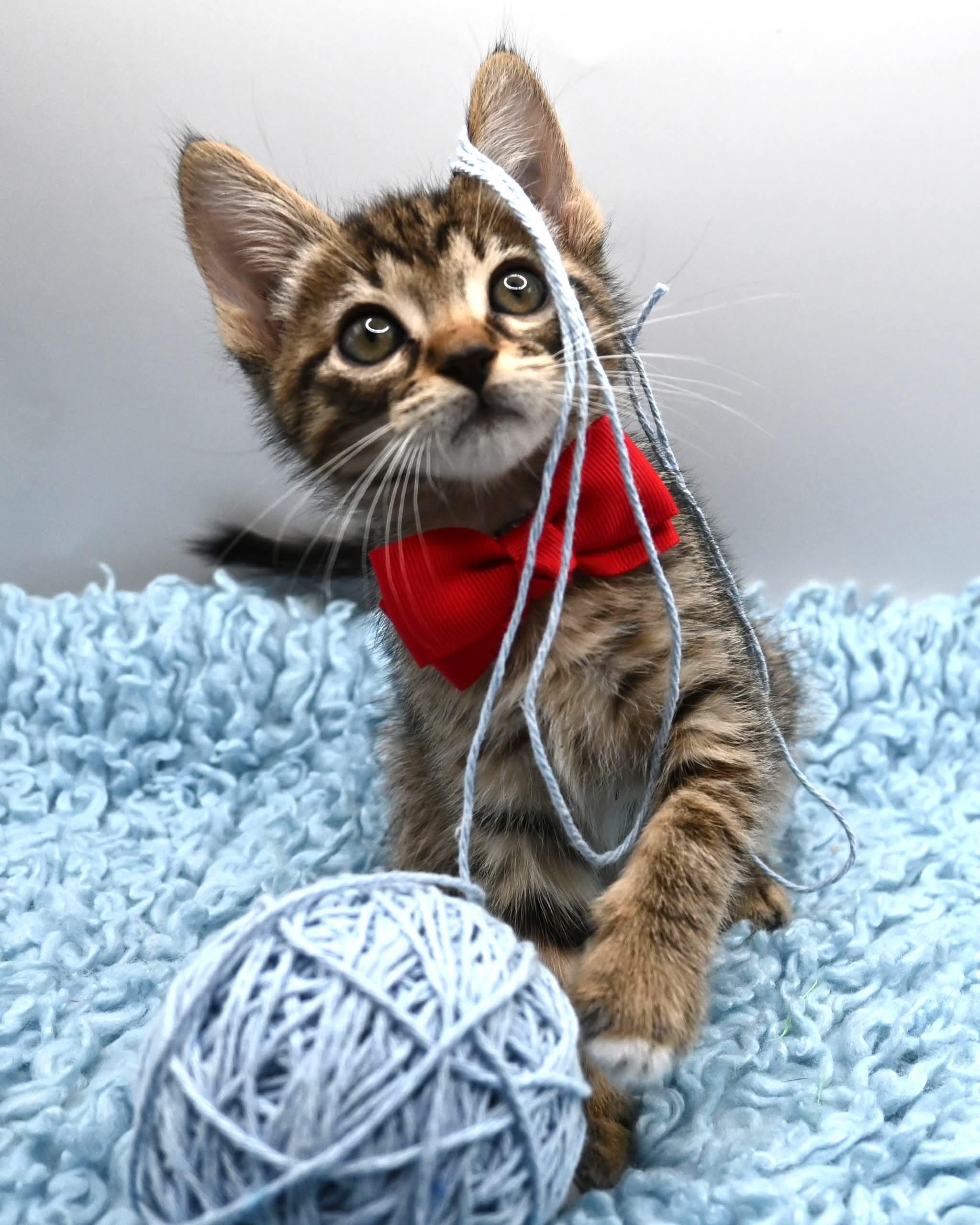 Enlarge Donnie.  (Sweet Ball of Fluff), a ADOPTABLE mixed breed in Farmington, CT image 2/6