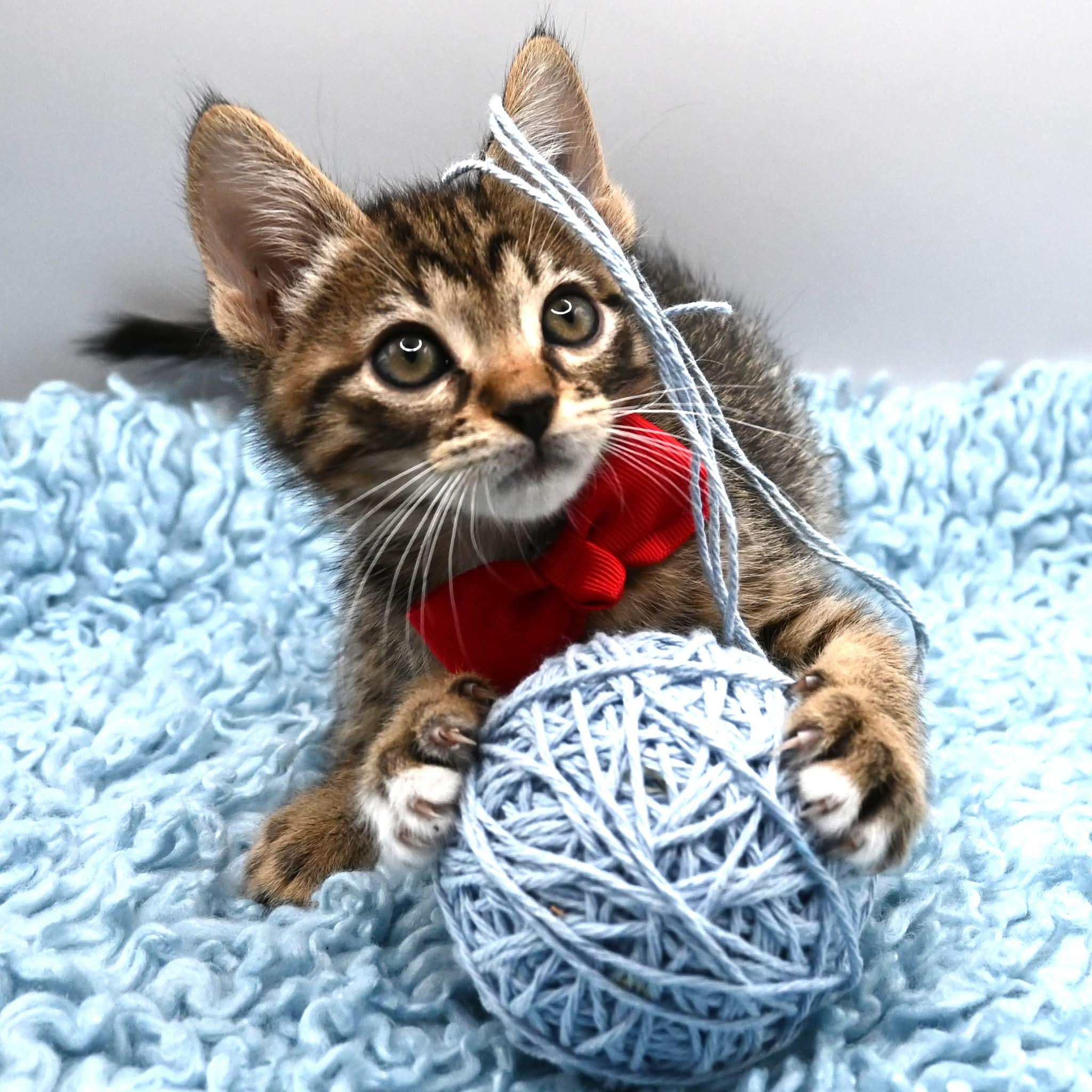 Donnie.  (Sweet Ball of Fluff), ADOPTABLE, Kitten Male Tabby.