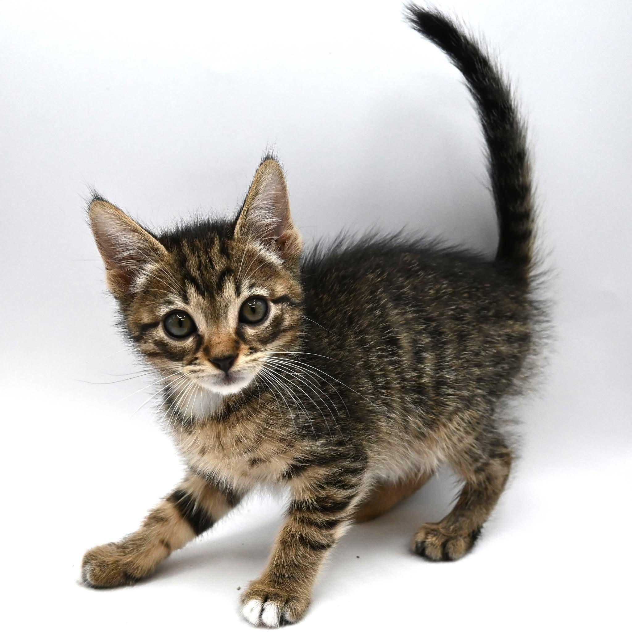 Enlarge Donnie.  (Sweet Ball of Fluff), a ADOPTABLE mixed breed in Farmington, CT image 6/6