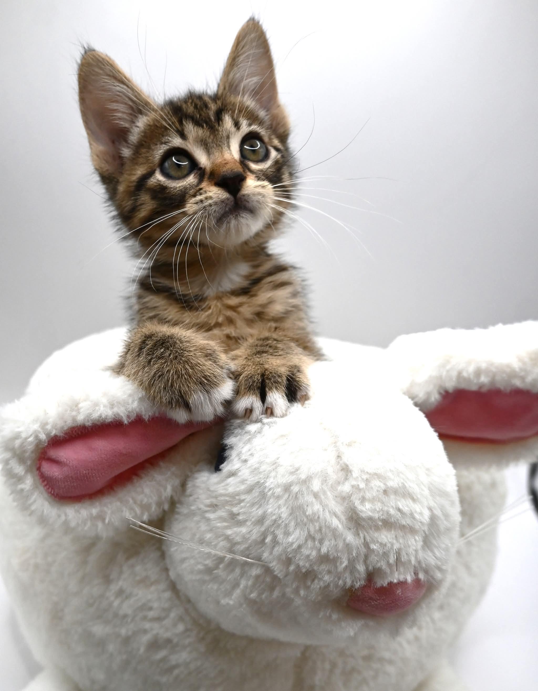 Enlarge Donnie.  (Sweet Ball of Fluff), a ADOPTABLE mixed breed in Farmington, CT image 5/6