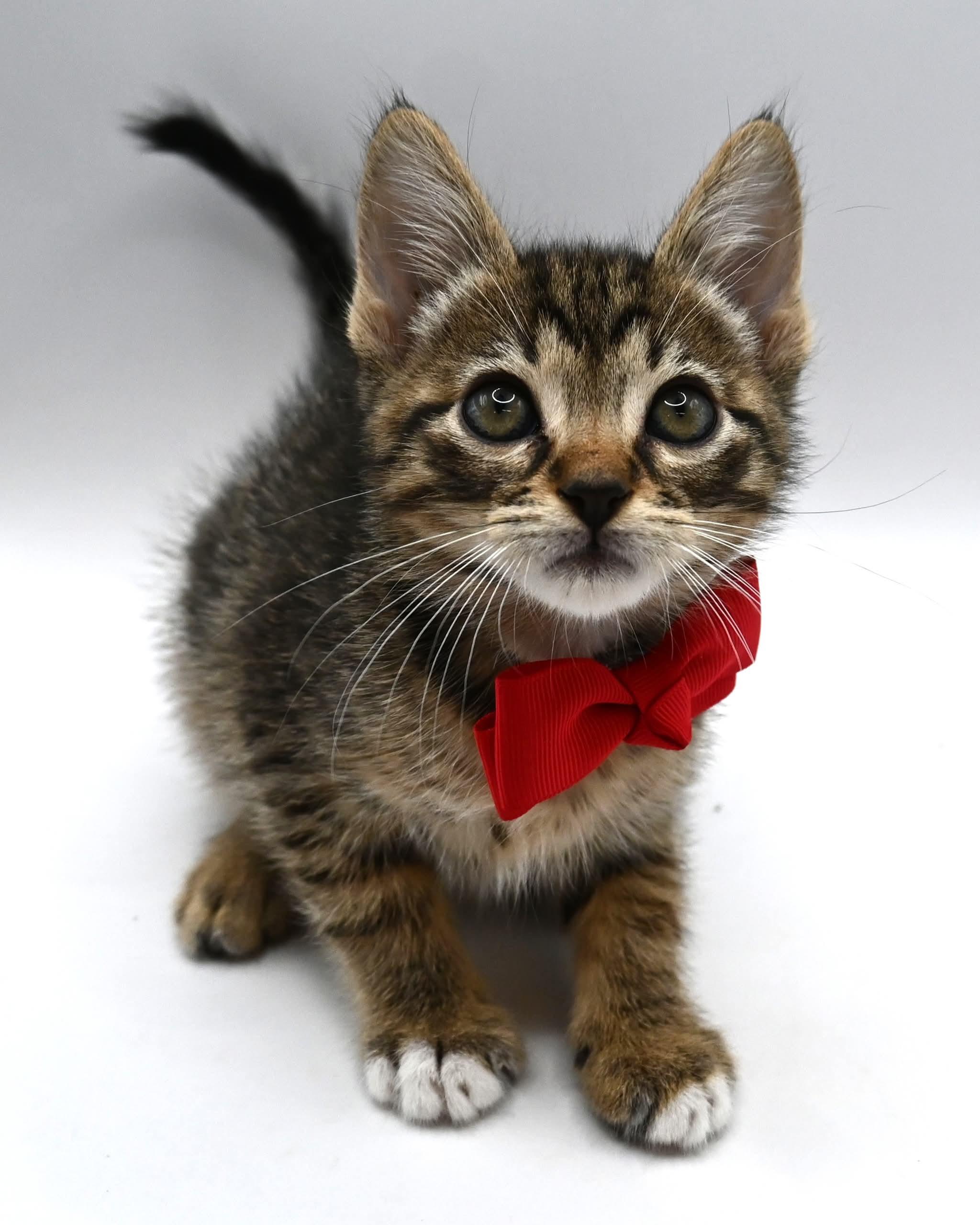 Enlarge Donnie.  (Sweet Ball of Fluff), a ADOPTABLE mixed breed in Farmington, CT image 3/6