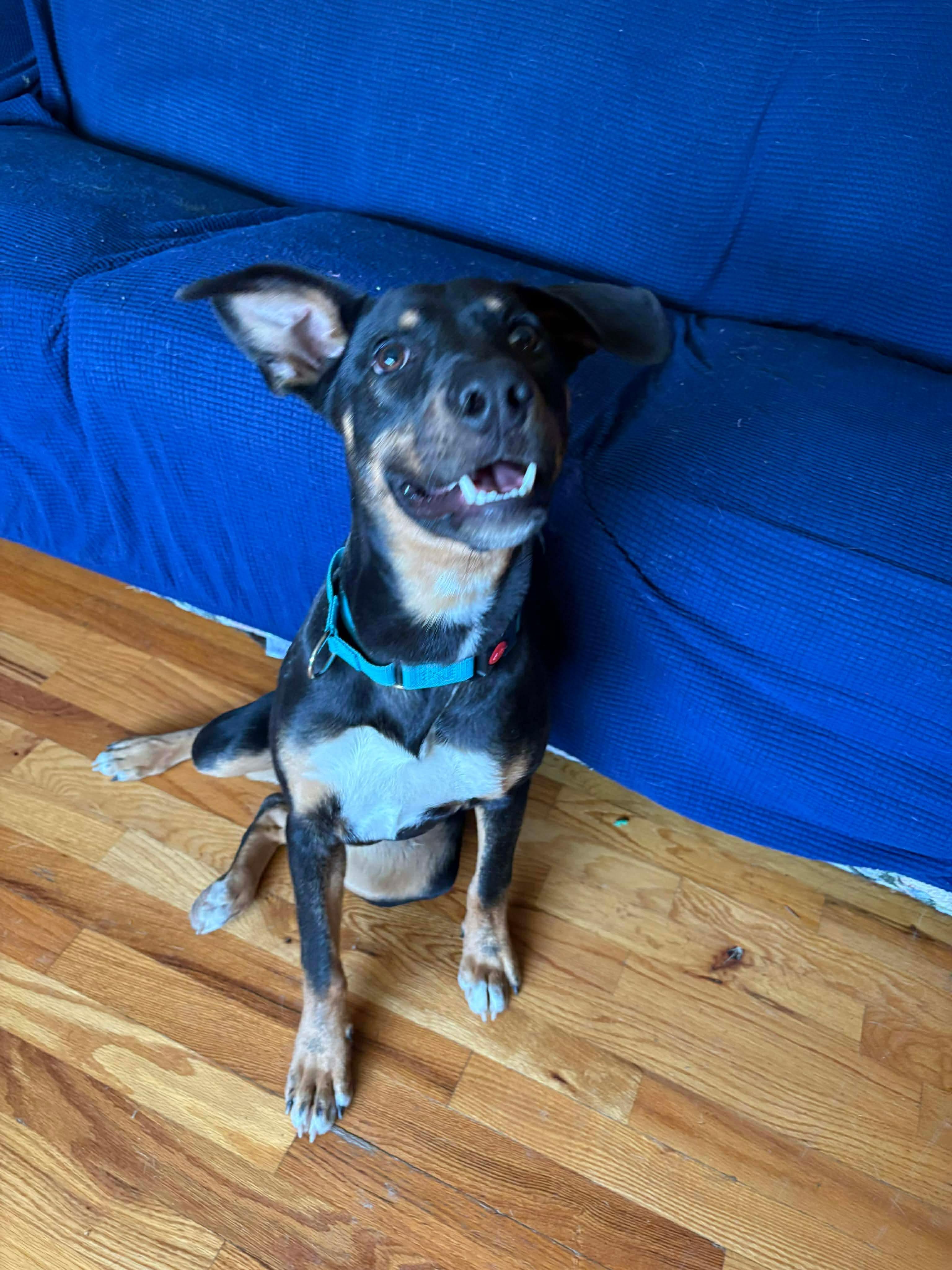 Enlarge Cooper, a ADOPTABLE Mixed Breed in Highland, NY image 3/5